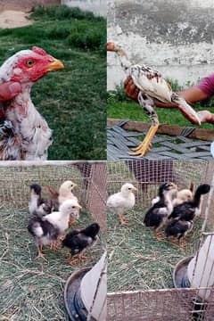 aseel patha and chicks for sale 0