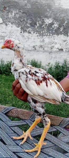 aseel patha and chicks for sale 3