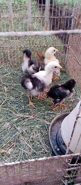 aseel patha and chicks for sale 6