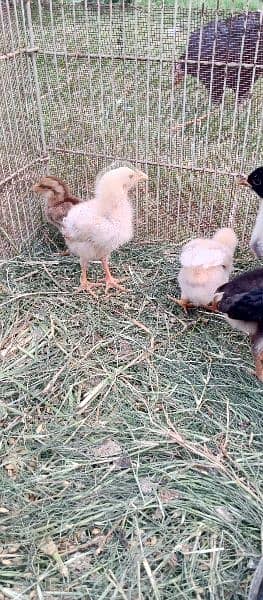 aseel patha and chicks for sale 7
