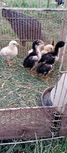 aseel patha and chicks for sale 8