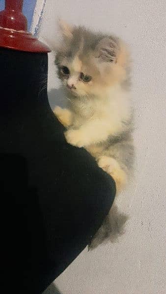 persian kitten 8