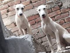 Dogs pair (male female)