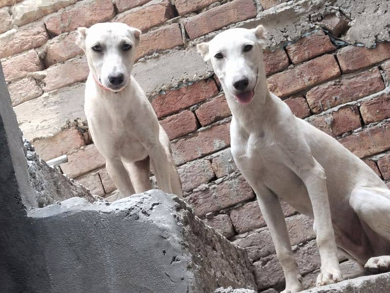 Dogs pair (male female) 0