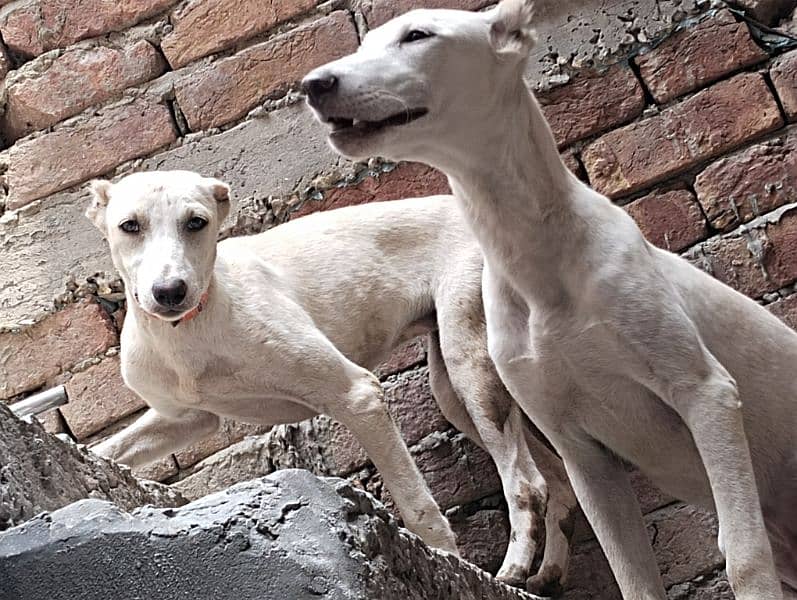 Dogs pair (male female) 1