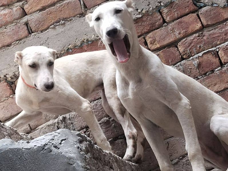 Dogs pair (male female) 2