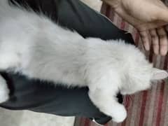 Persian cat urgent sale