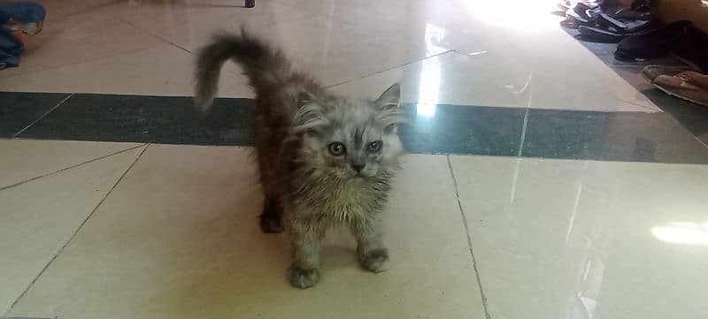 Persian 2 months kitten for sale 1