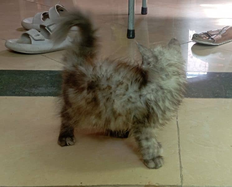 Persian 2 months kitten for sale 2