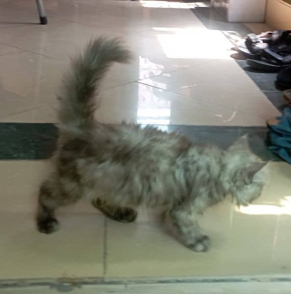 Persian 2 months kitten for sale 3