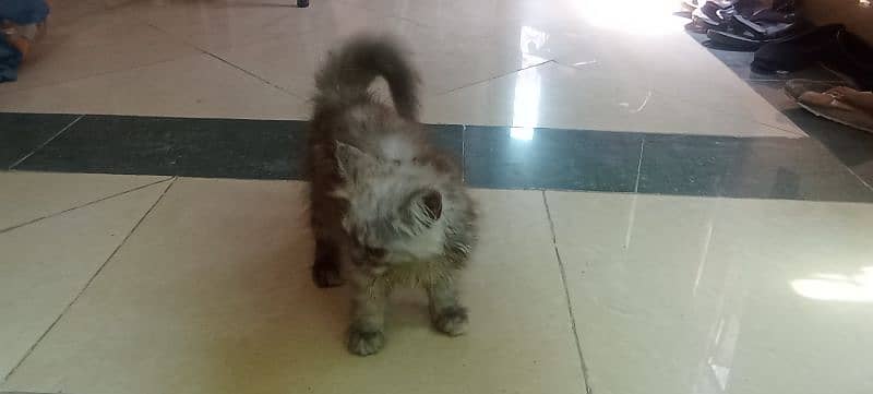 Persian 2 months kitten for sale 4
