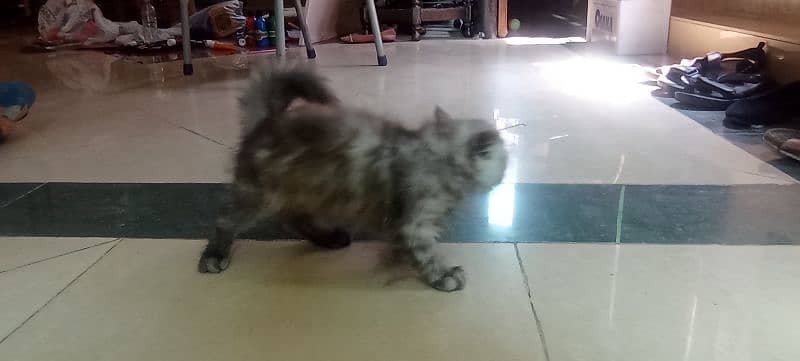 Persian 2 months kitten for sale 5