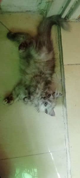 Persian 2 months kitten for sale 6