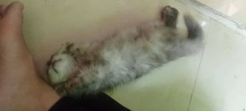 Persian 2 months kitten for sale 7