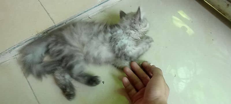 Persian 2 months kitten for sale 8