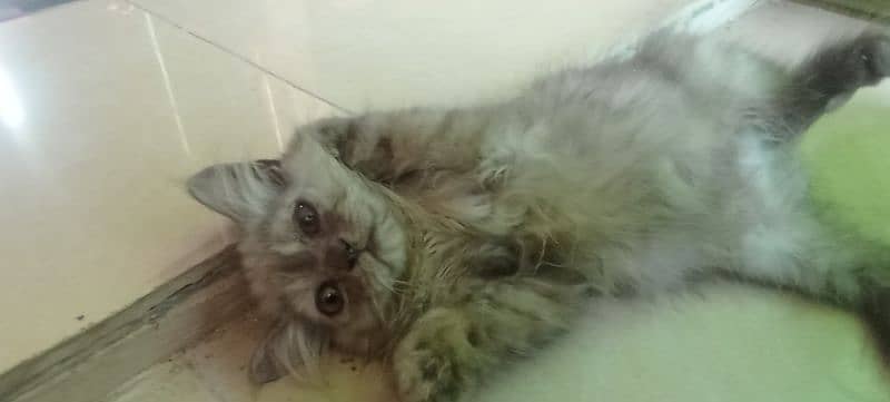 Persian 2 months kitten for sale 9