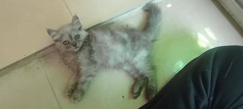 Persian 2 months kitten for sale 10
