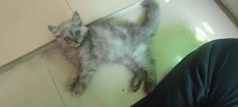 Persian 2 months kitten for sale 11