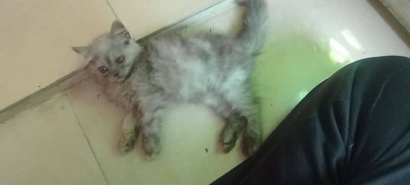 Persian 2 months kitten for sale 12
