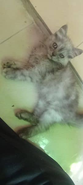 Persian 2 months kitten for sale 13