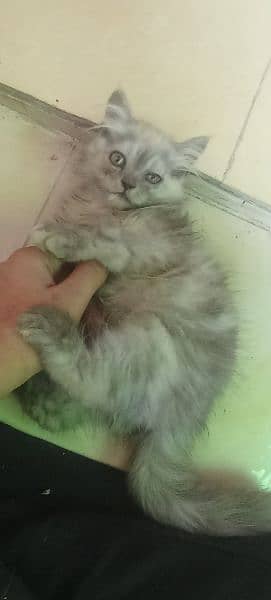 Persian 2 months kitten for sale 14