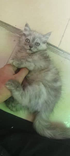 Persian 2 months kitten for sale 15