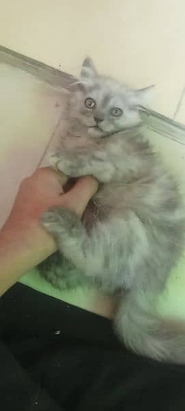 Persian 2 months kitten for sale 16