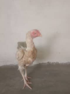 white colour established hen aseel Hera age 2 years healthy
