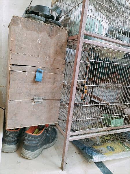 raw parrot with cage 1