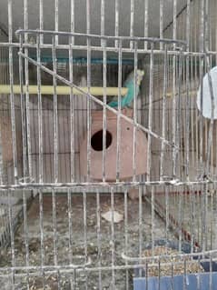 12 Portion Budgie Cage and Breather Pair