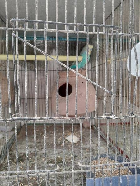 12 Portion Budgie Cage and Breather Pair 0