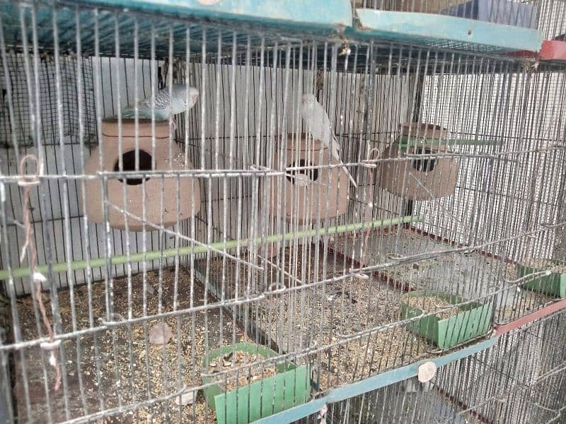 12 Portion Budgie Cage and Breather Pair 7