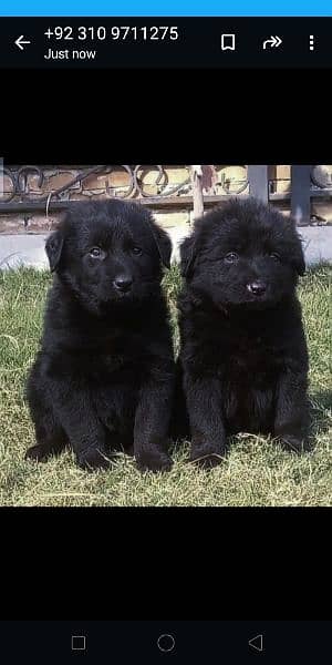 Black German Shepherd long curted pair mile or fimile for sale 0