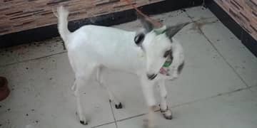 goat male
