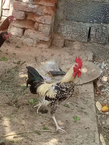 desi hen for sale 0