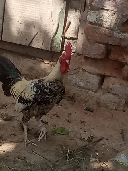 desi hen for sale 1