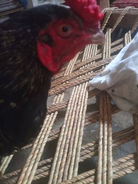 desi hen for sale 2