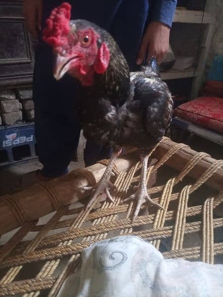 desi hen for sale 3