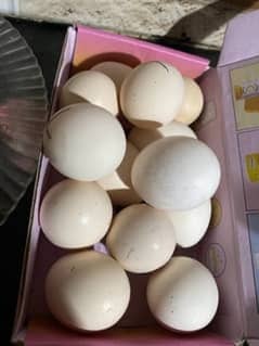 100% Fertile Egg Desi Golden Misri & Australorp Mix 0