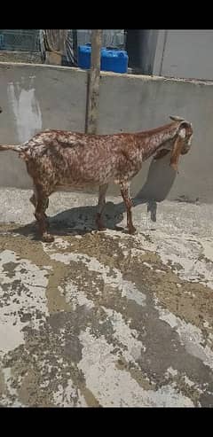 Makhi cheeni goat for sale