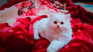 Persian white female kitten