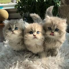 Persian cat / Persian kittens / triple coated / punch face/ peki face