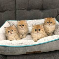 Persian cat / Persian kittens / triple coated / punch face / peki face