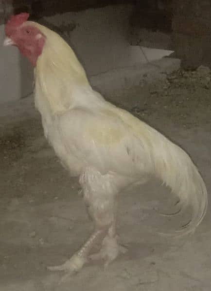 aseel pure white hera breed 0