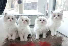 Persian cat/Persian kittens/triple coated/punch face/peki face
