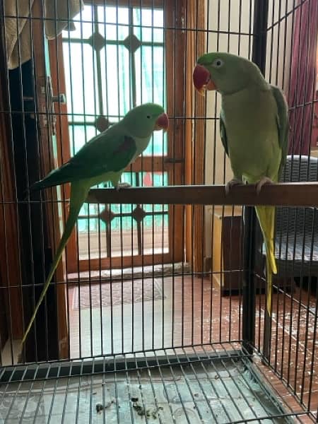 raw parrot 2 females with stylish cage 0