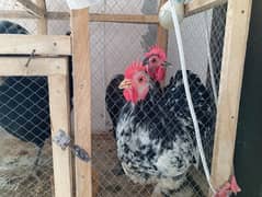 Fancy and Aseel Hens