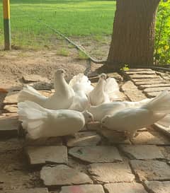 White lakka / indian fantail /Breeding pigeon