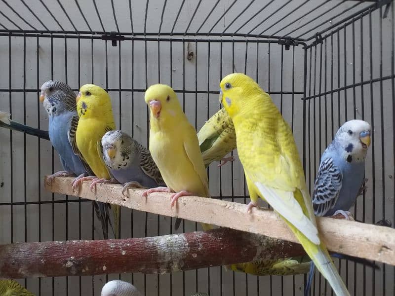 Adult Budgerigar for sale -Malick Birds Aviray 3