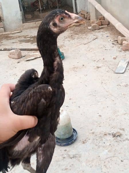 Golden Misri hen/cock/murgha and aseel Pathay and breeders. 1